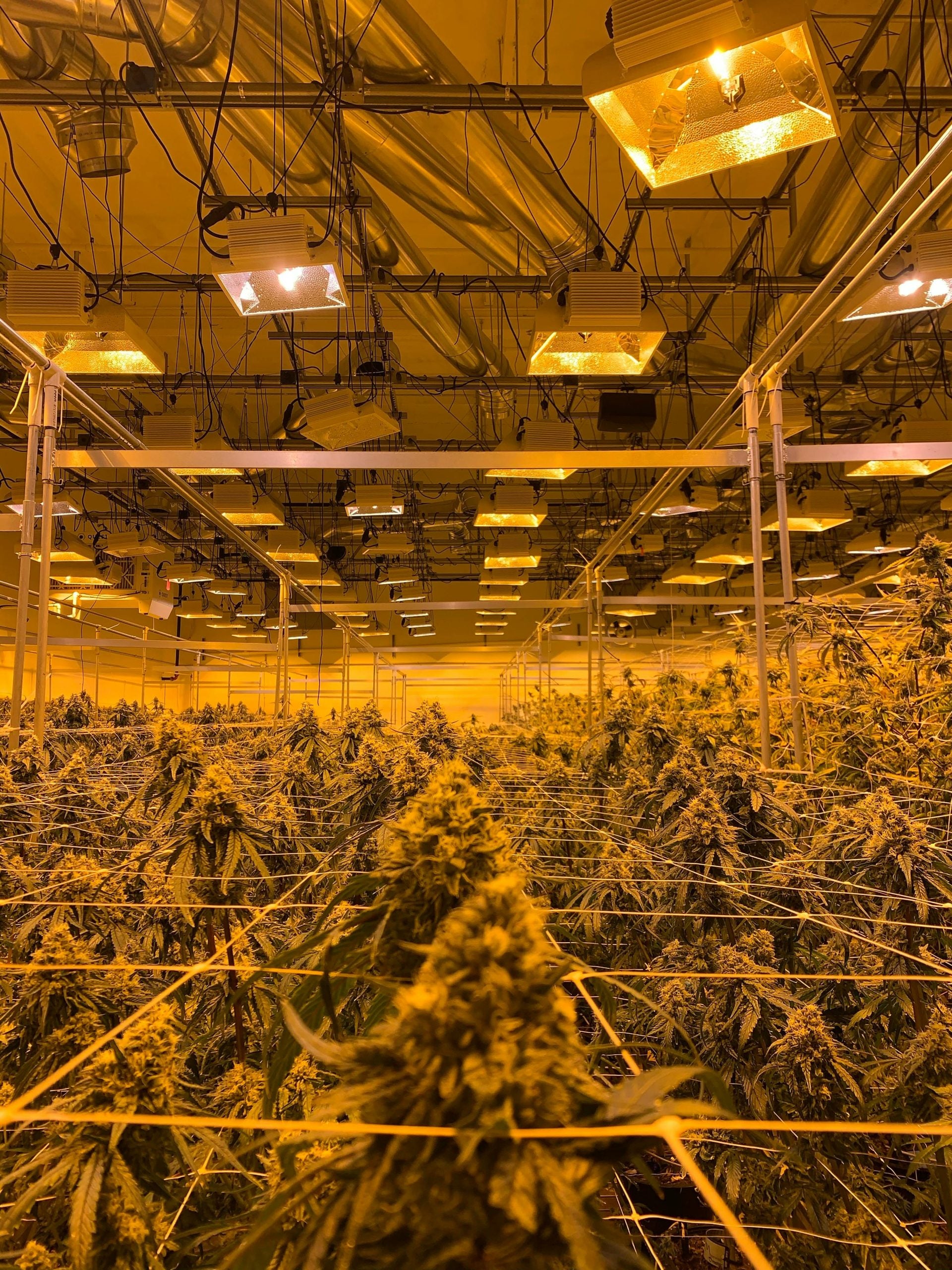 Growing THCA Flower