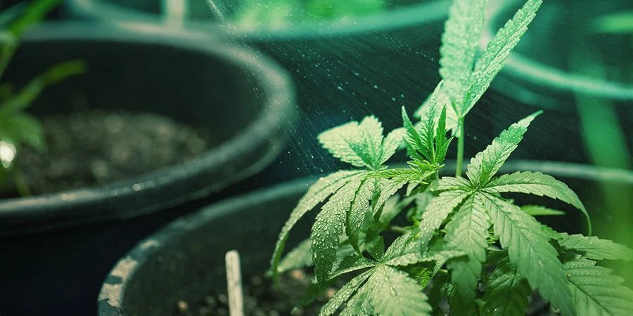 Spraying THCA flower