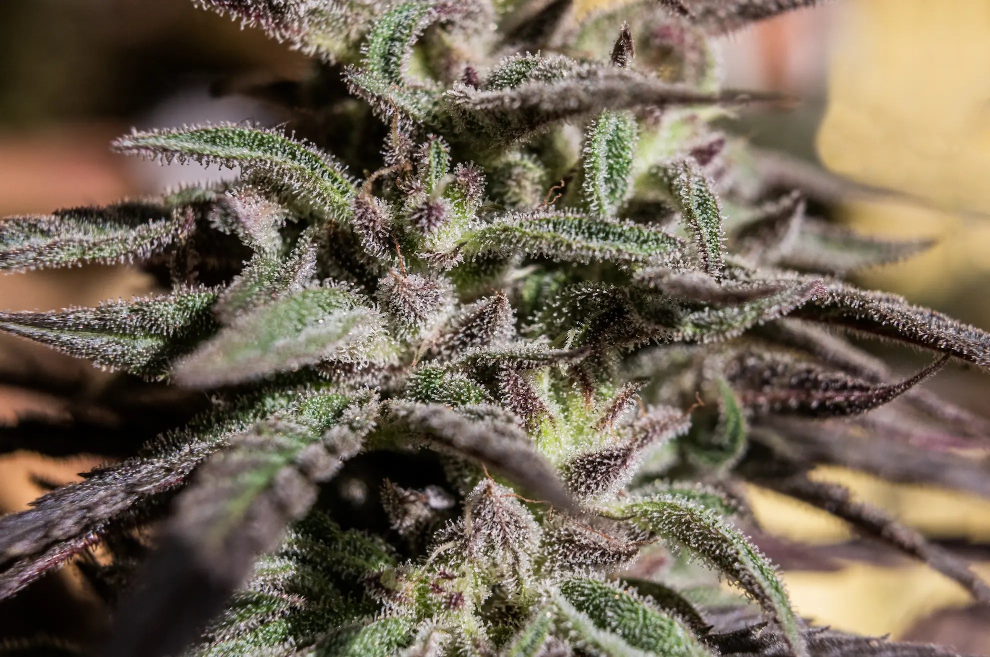 HHC Exotics Vs Live Resin. What Is The Difference?