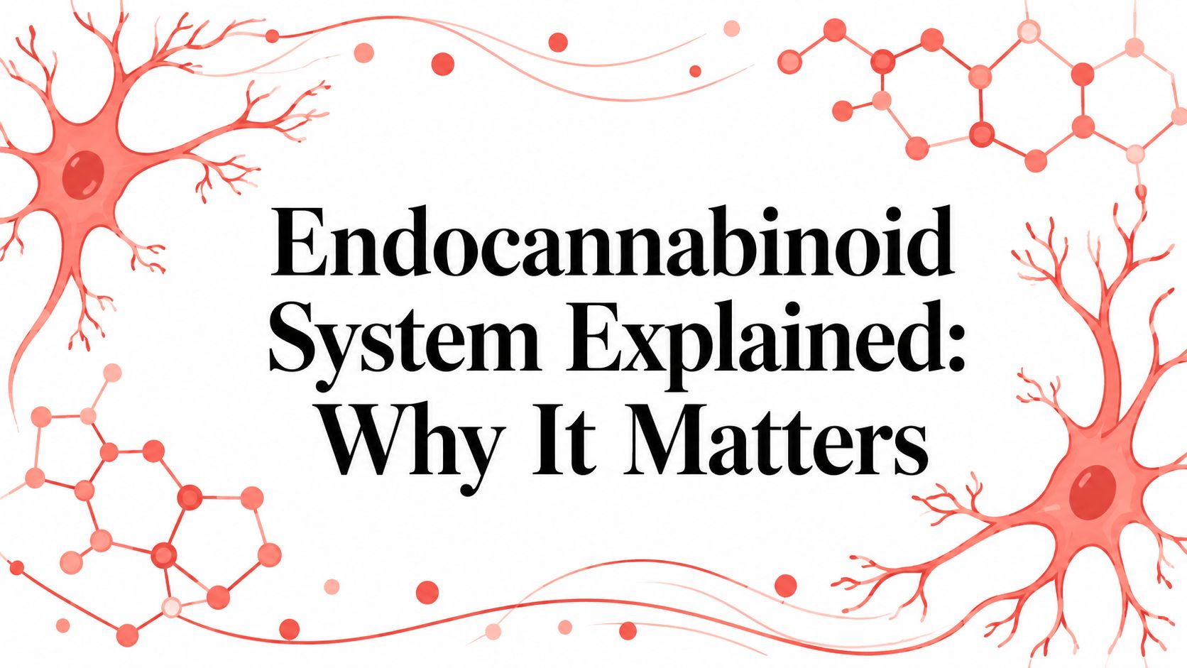 Endocannabinoid System Explained: Why It Matters