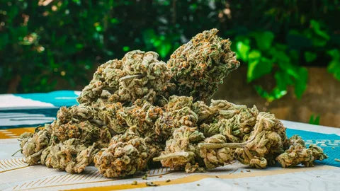 Boutique THCA Flower: A Closer Look at Premium Strains Melt Official