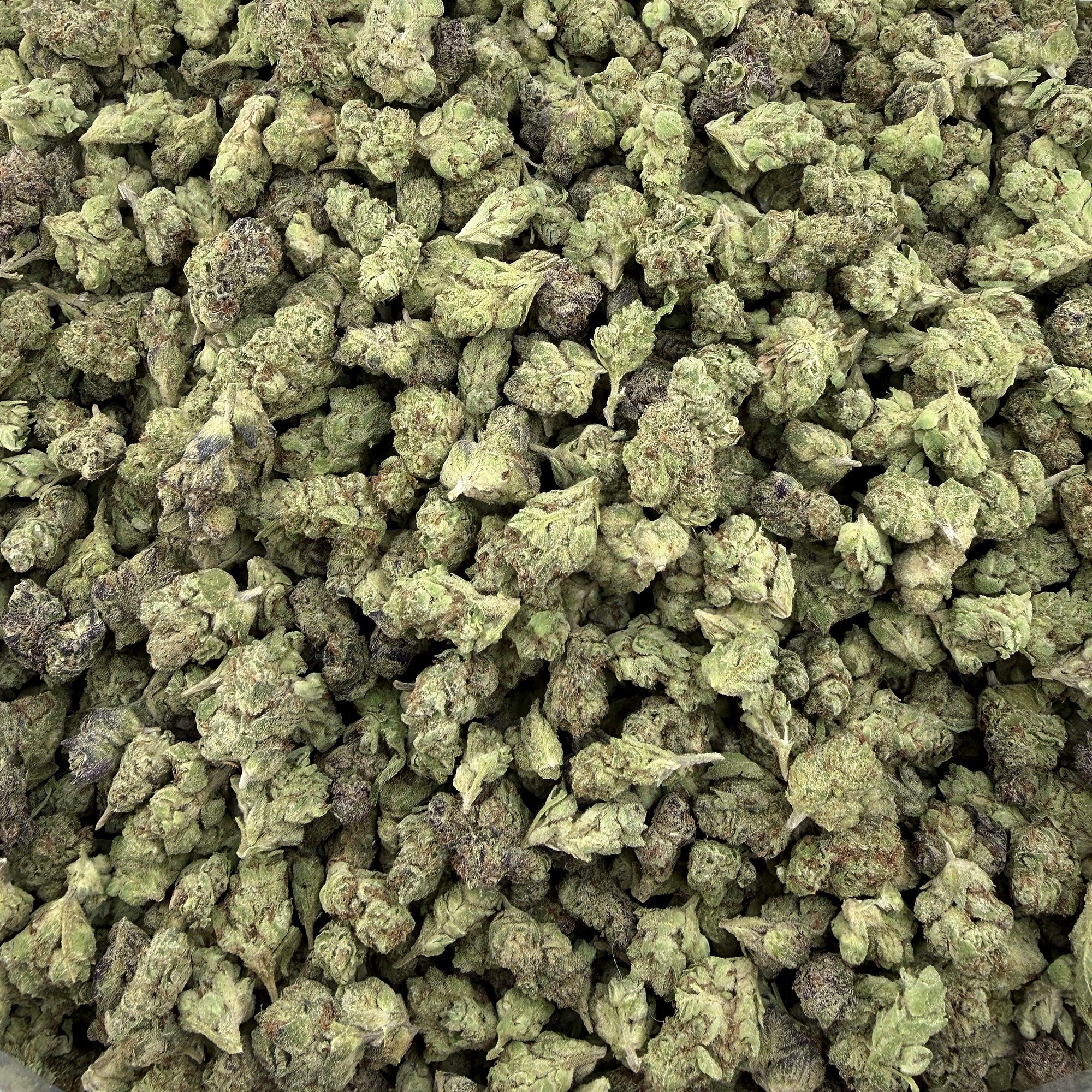 Gush Mintz smalls THCA flower — premium