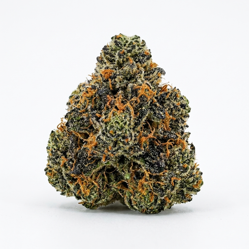 Red Congolese Bigs — (28 grams)